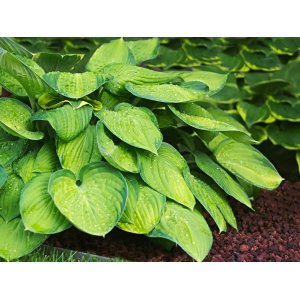 Funkia (Hosta plantaginea) ‘GUACAMOLE’ - kont. C1L